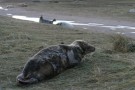 Seal On The Grass